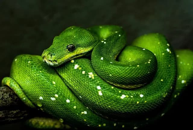 Comment créer un projet de programmation complet en Python