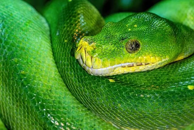 Comment créer un projet de programmation avec Python : guide pratique