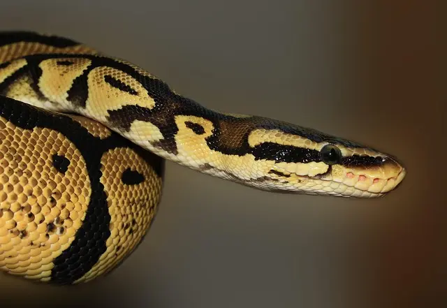 Comment débuter avec la programmation Python : guide complet